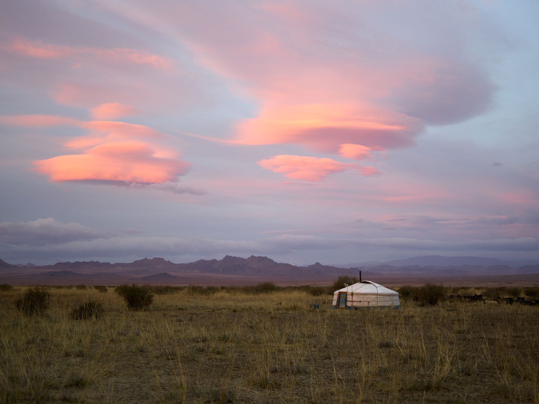 Une yourte posée sur la steppe mongole sous un ciel rose au crépuscule